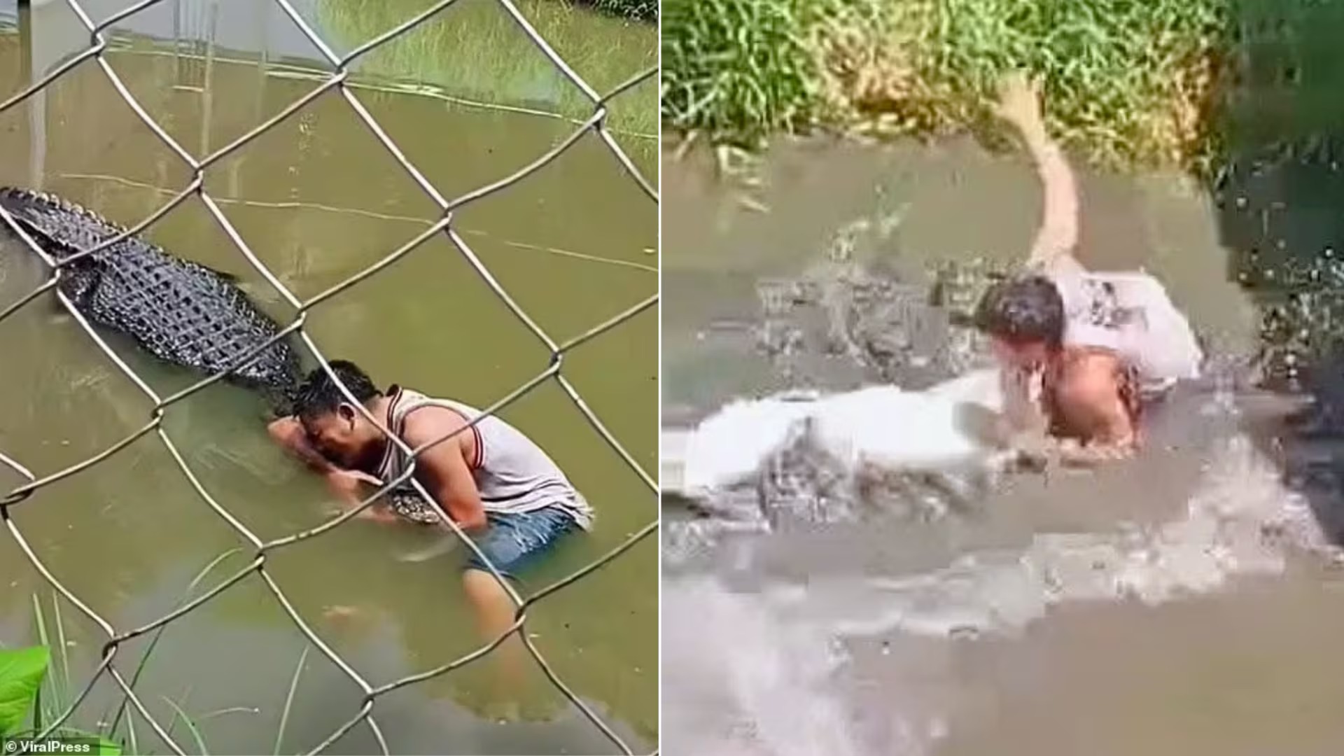 Ataque de cocodrilo en Filipinas