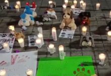 Indignación en Nayarit por incendio en albergue ‘Colitas Felices’ que dejó seis perritos sin vida
