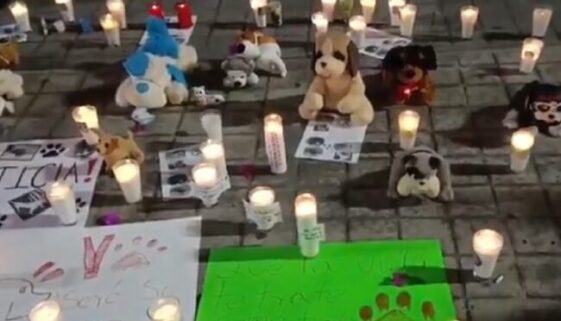 Indignación en Nayarit por incendio en albergue ‘Colitas Felices’ que dejó seis perritos sin vida