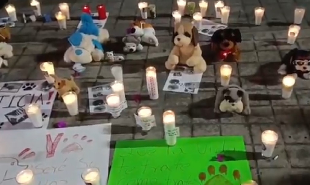 Indignación en Nayarit por incendio en albergue ‘Colitas Felices’ que dejó seis perritos sin vida