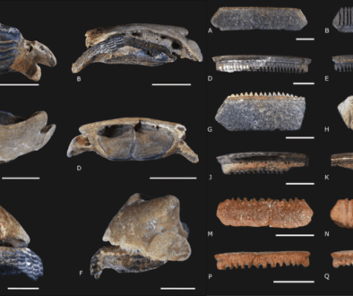 Científicos de la UNAM descubren fósiles marinos y nueva especie en cenotes de Yucatán