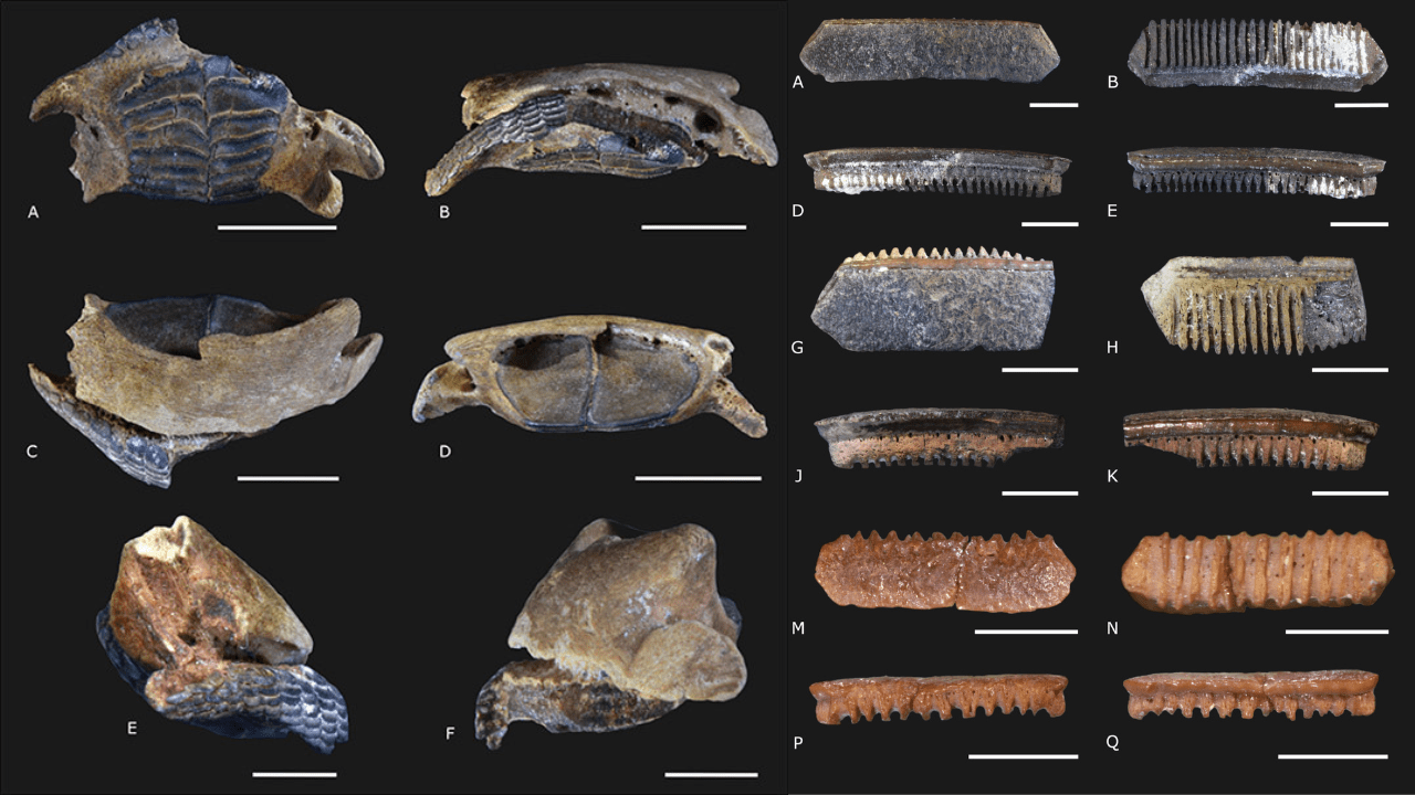 Científicos de la UNAM descubren fósiles marinos y nueva especie en cenotes de Yucatán