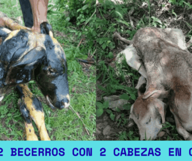 Nacen 2 Becerros Con 2 Cabezas En Chiapas