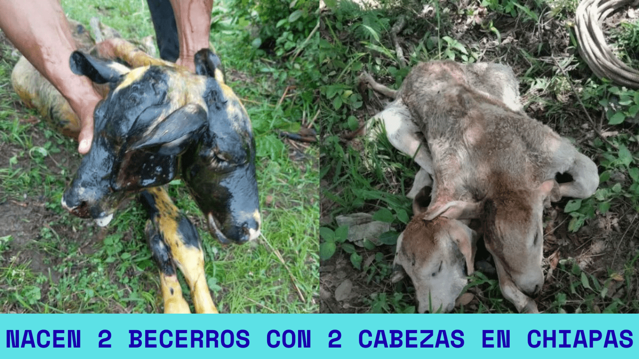 Nacen 2 Becerros Con 2 Cabezas En Chiapas
