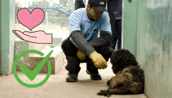 Advertencia sobre Entidades Informales en Rescate Animal