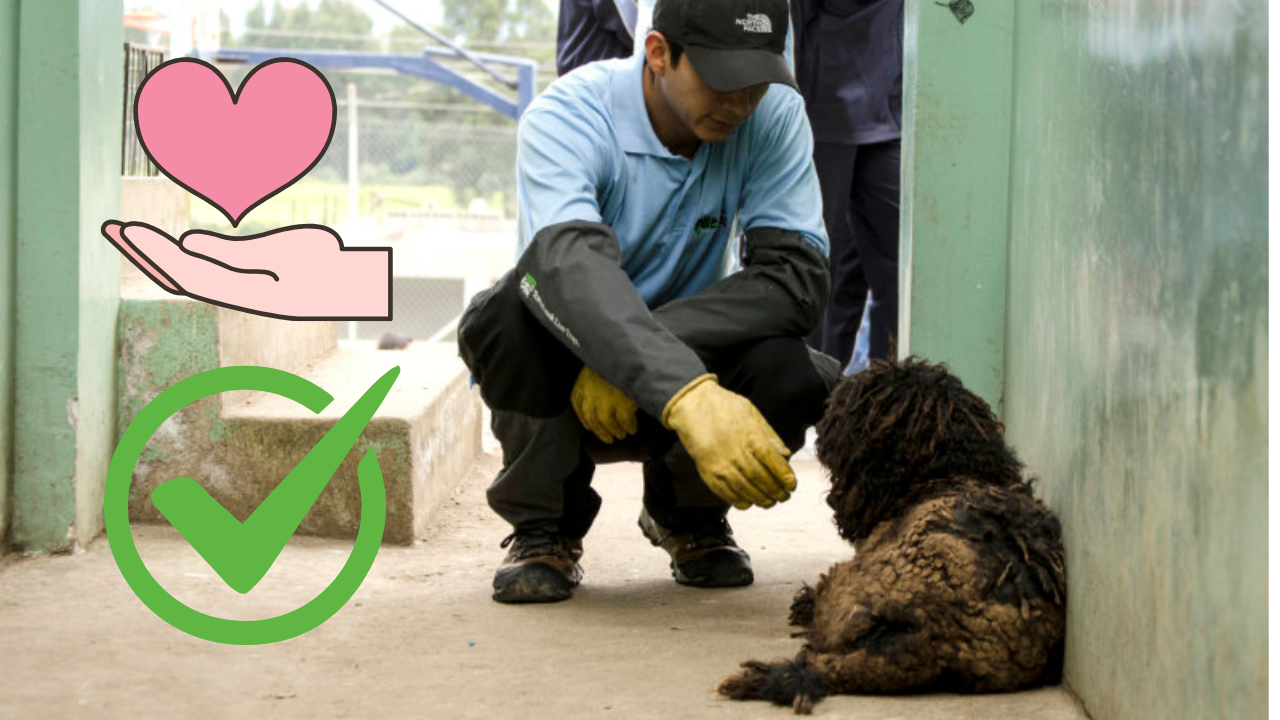 Advertencia sobre Entidades Informales en Rescate Animal