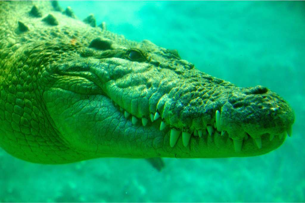Crocodylus cozumelensis