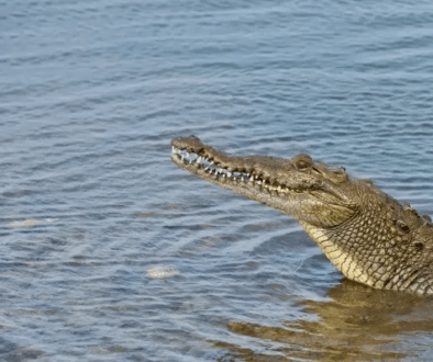 Crocodylus cozumelensis