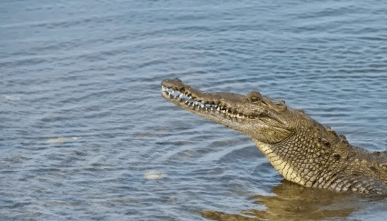 Crocodylus cozumelensis