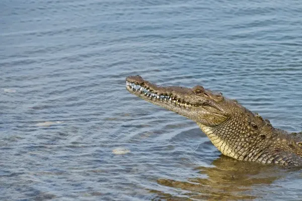 Crocodylus cozumelensis
