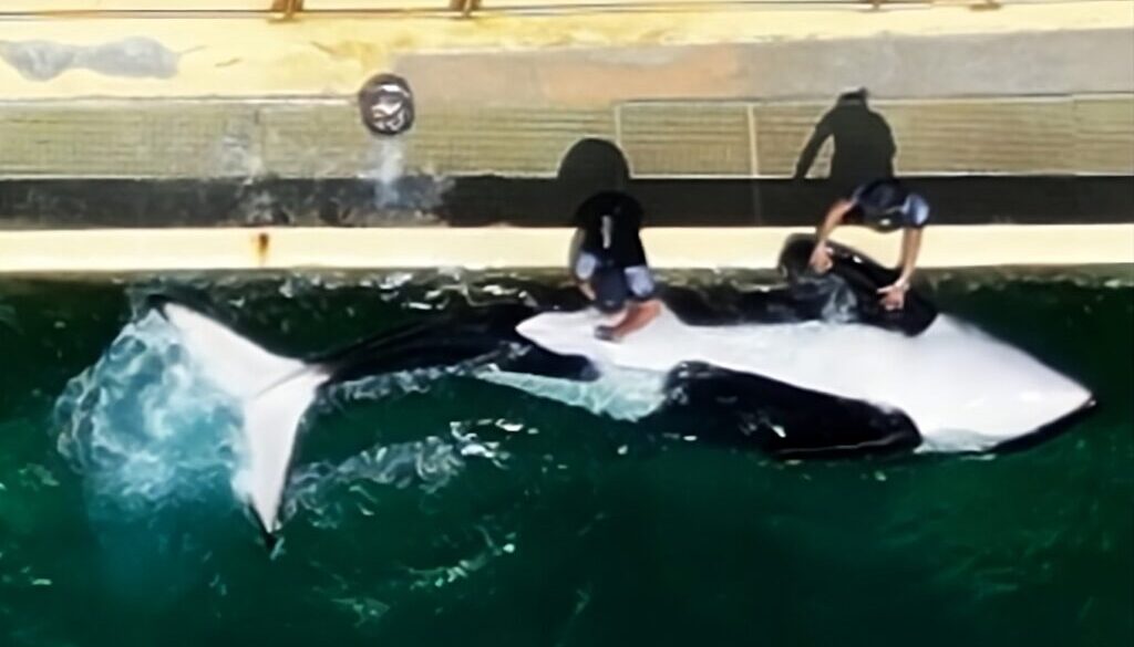 Polémica en Francia por video de cuidador estimulando sexualmente a la orca Keijo en Marineland