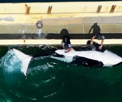 Polémica en Francia por video de cuidador estimulando sexualmente a la orca Keijo en Marineland