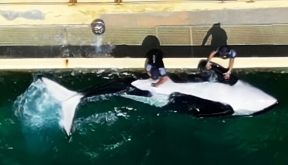 Polémica en Francia por video de cuidador estimulando sexualmente a la orca Keijo en Marineland