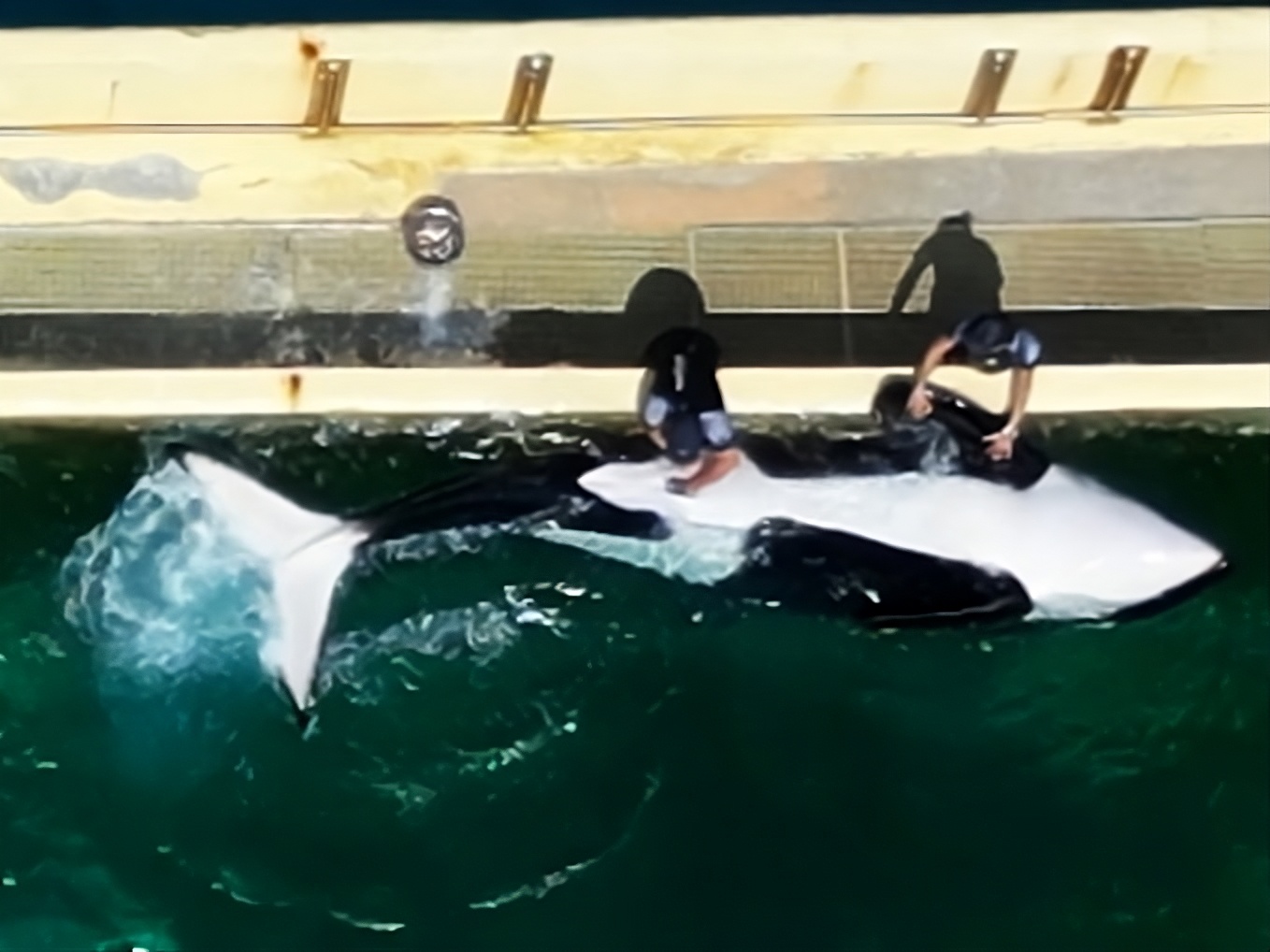 Polémica en Francia por video de cuidador estimulando sexualmente a la orca Keijo en Marineland