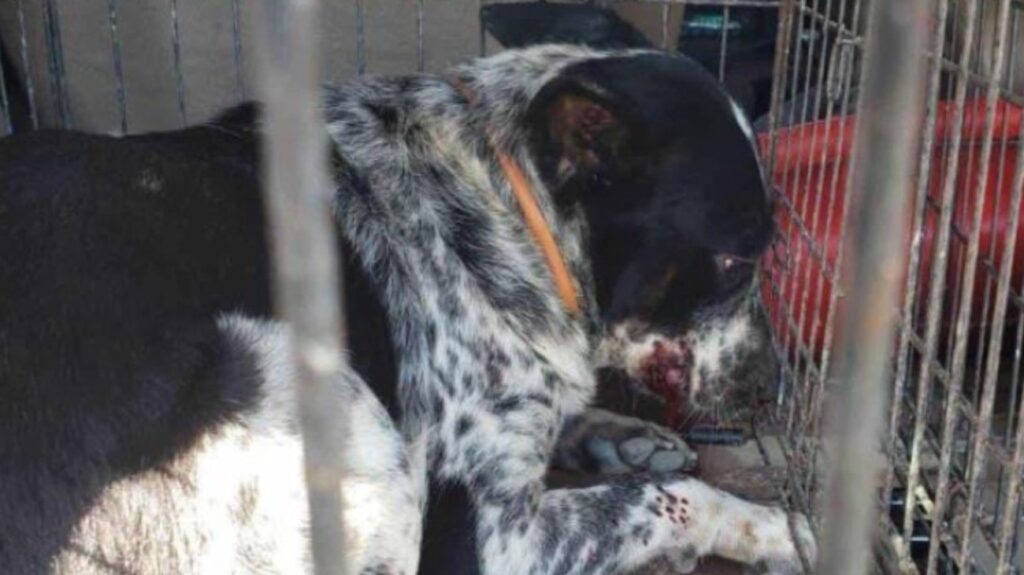Bebé de seis meses muere tras ataque de perros