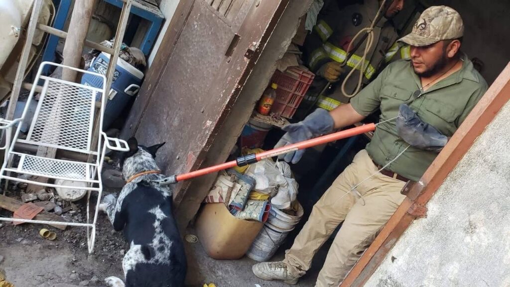 Bebé de seis meses muere tras ataque de perros