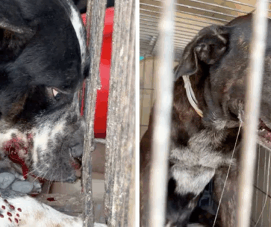 Tragedia en Matamoros: Bebé de seis meses muere tras ataque de perros