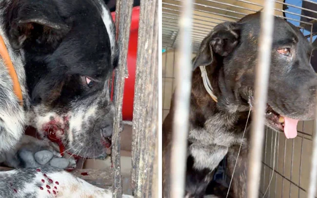 Tragedia en Matamoros: Bebé de seis meses muere tras ataque de perros