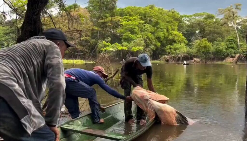 Pescador Captura un Enorme Pirarucú de 150 Kilogramos en el Amazonas: Un Encuentro con el Gigante de los Ríos