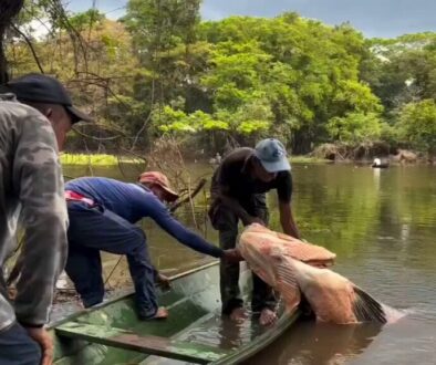 Pescador Captura un Enorme Pirarucú de 150 Kilogramos en el Amazonas: Un Encuentro con el Gigante de los Ríos