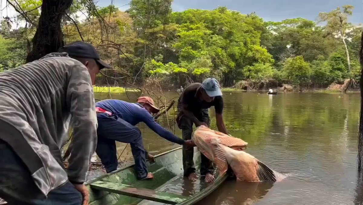 Pescador Captura un Enorme Pirarucú de 150 Kilogramos en el Amazonas: Un Encuentro con el Gigante de los Ríos